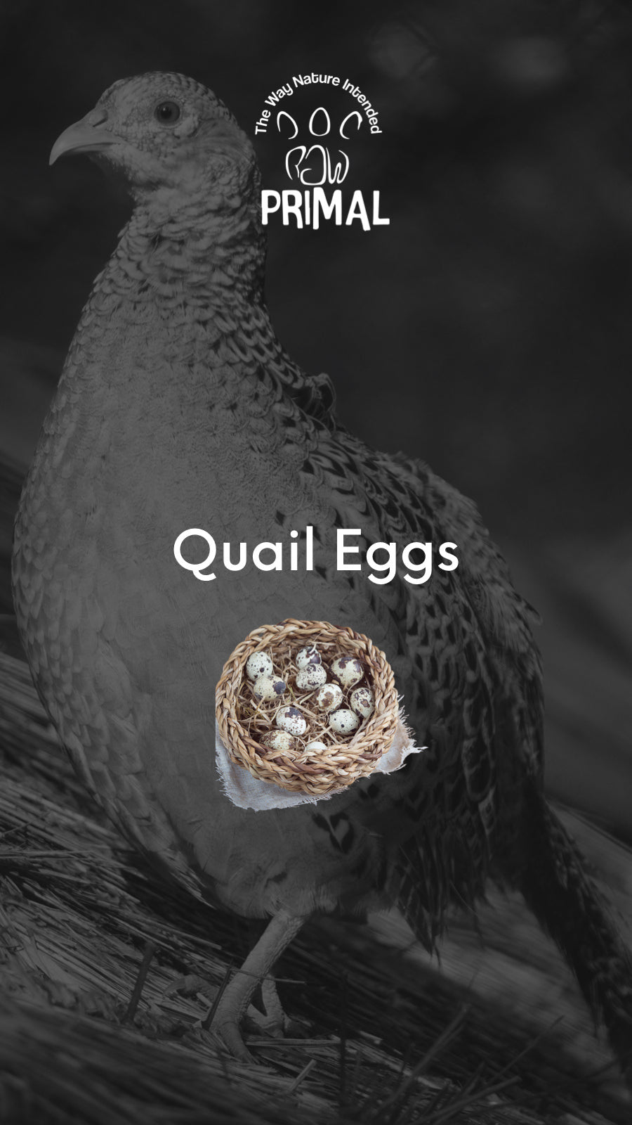Quail Eggs p doz